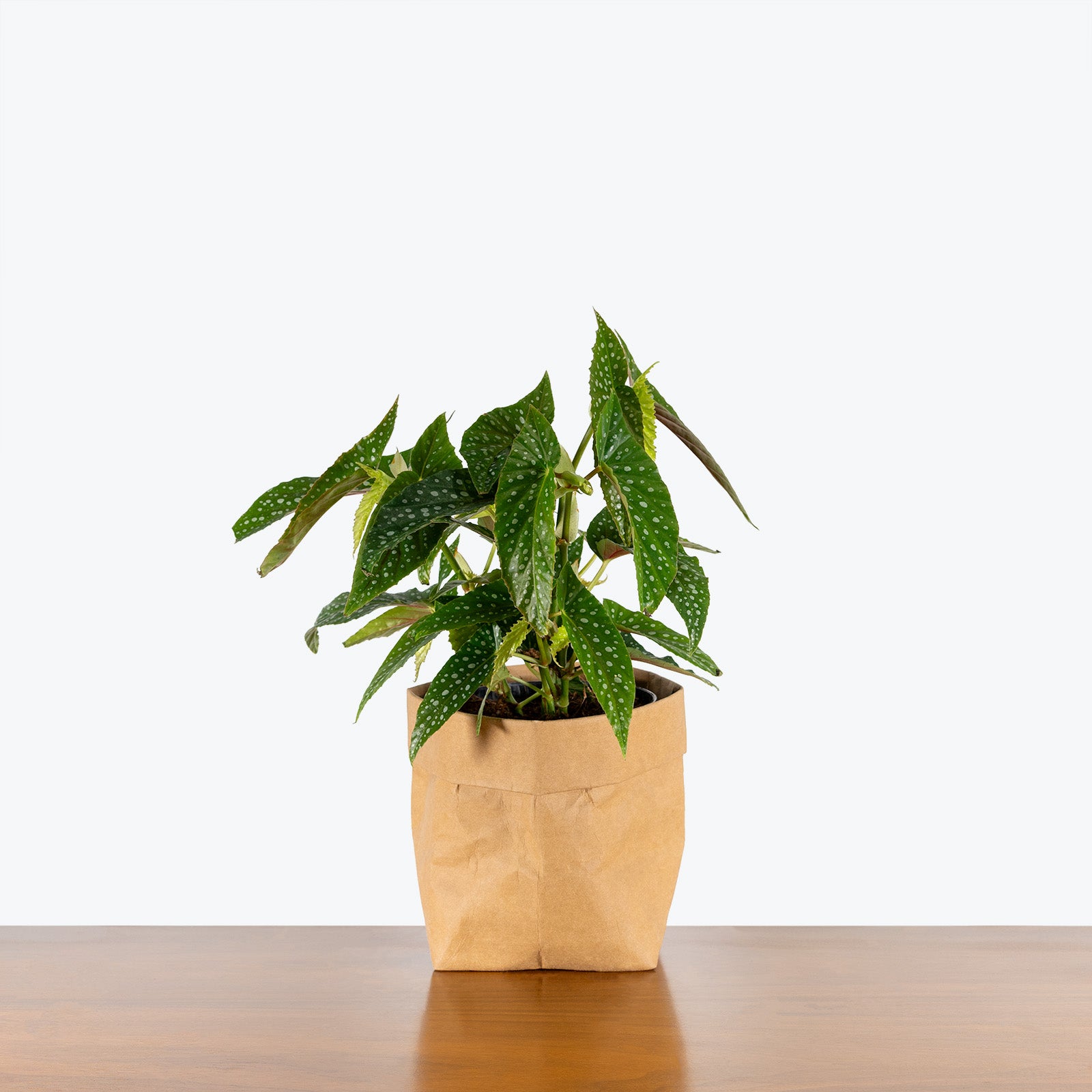 Begonia Maculata Tamaya - House Plants Delivery Toronto - JOMO Studio