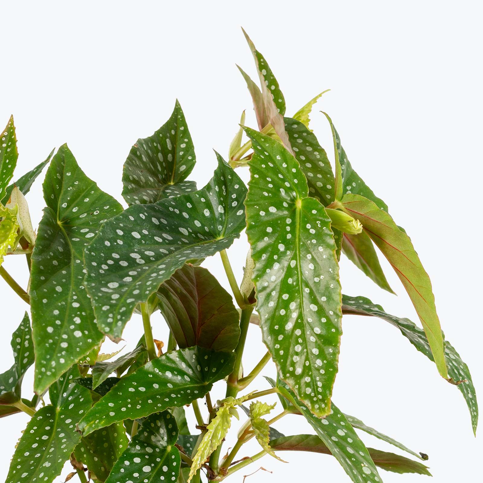 Begonia Maculata Tamaya | Care Guide and Pro Tips - Delivery from Toronto across Canada - JOMO Studio