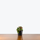 Begonia Rex Zumba — 4" Pot (blemishes expected)