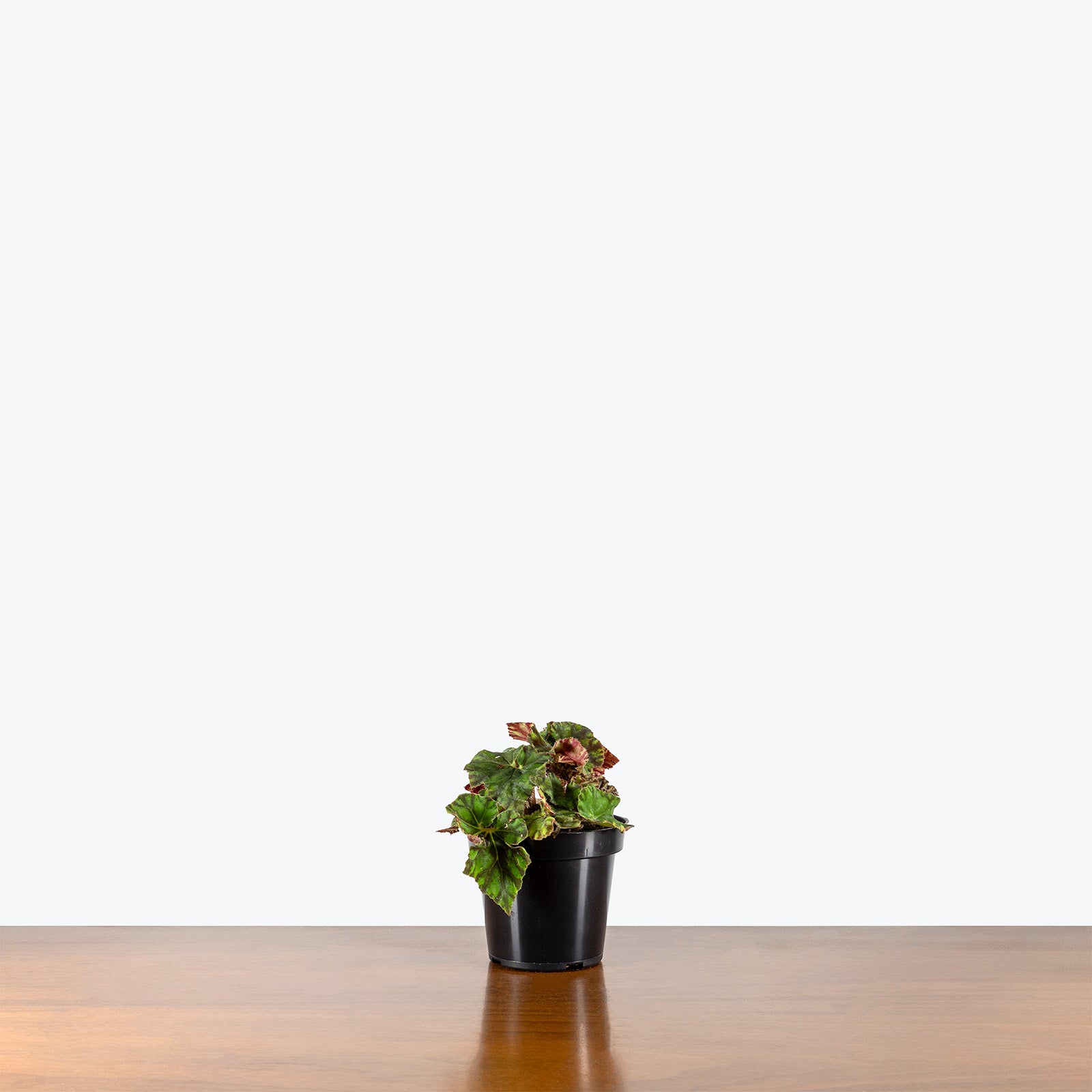 Begonia Rex Zumba | Care Guide and Pro Tips - Delivery from Toronto across Canada - JOMO Studio