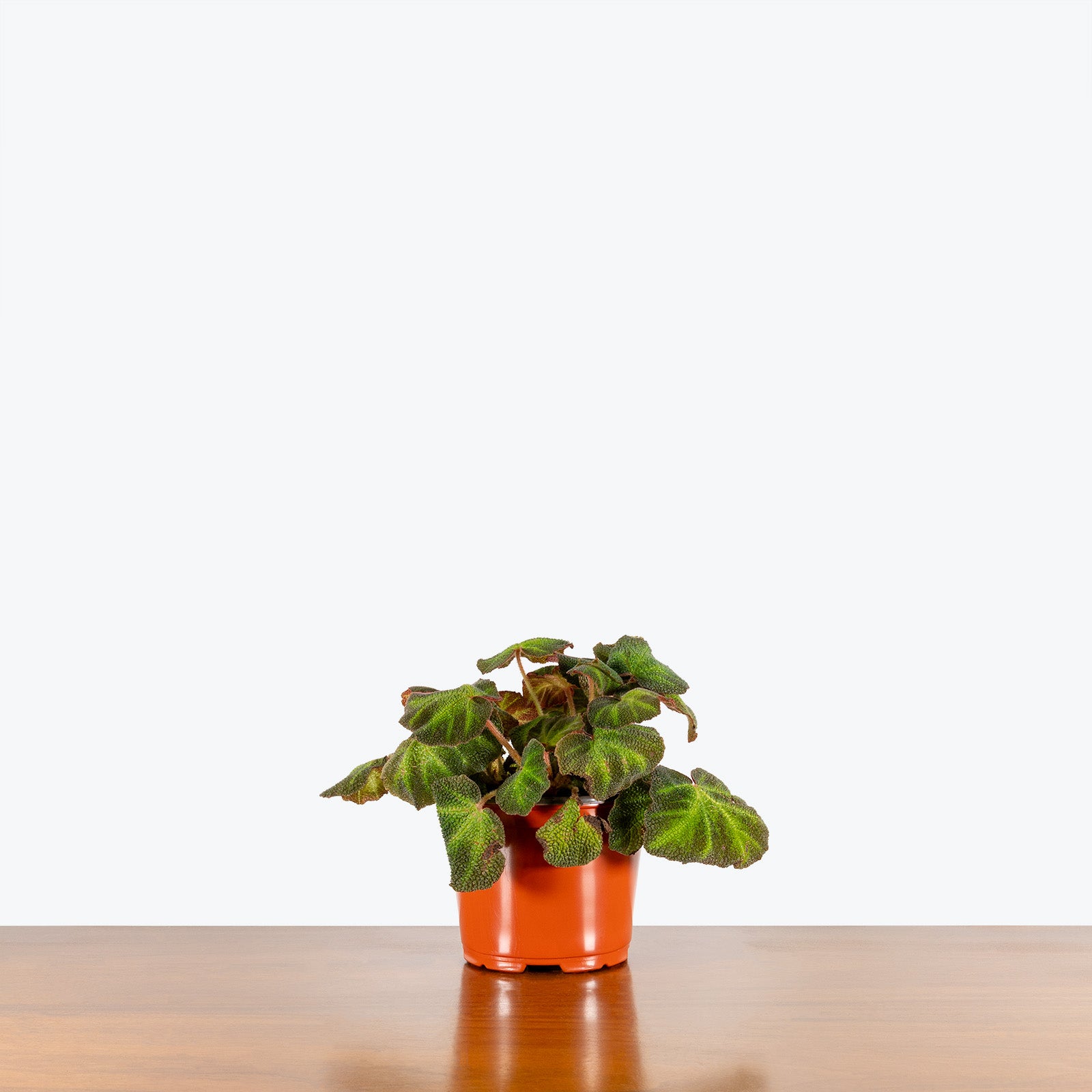 Begonia Soli-Mutata - House Plants Delivery Toronto - JOMO Studio