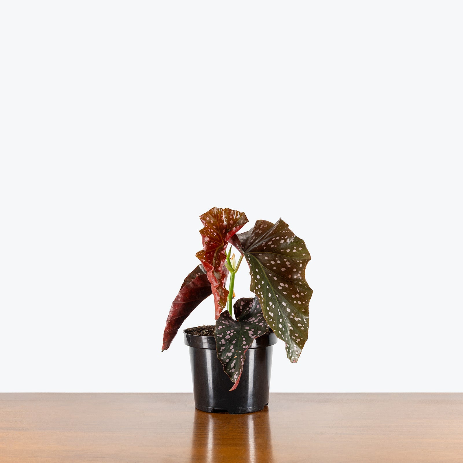 Begonia Cracklin Rosie | Care Guide and Pro Tips - Delivery from Toronto across Canada - JOMO Studio