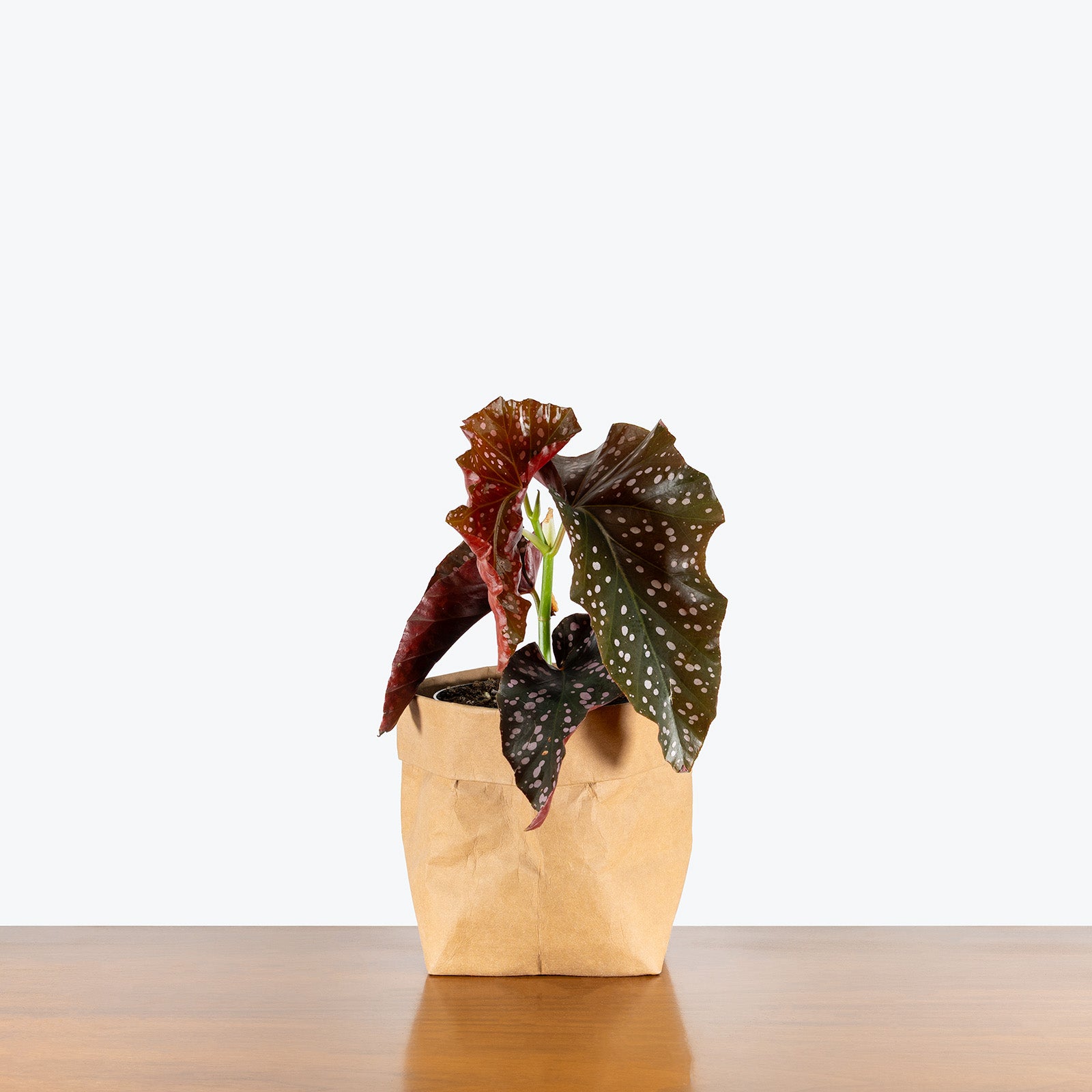 Begonia Cracklin Rosie | Care Guide and Pro Tips - Delivery from Toronto across Canada - JOMO Studio