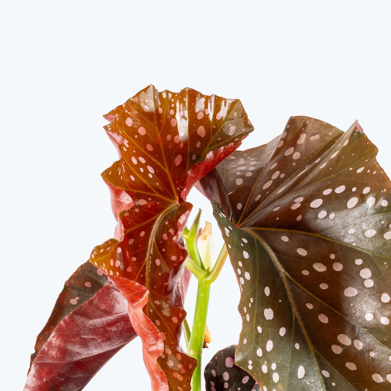 Begonia Cracklin Rosie | Care Guide and Pro Tips - Delivery from Toronto across Canada - JOMO Studio