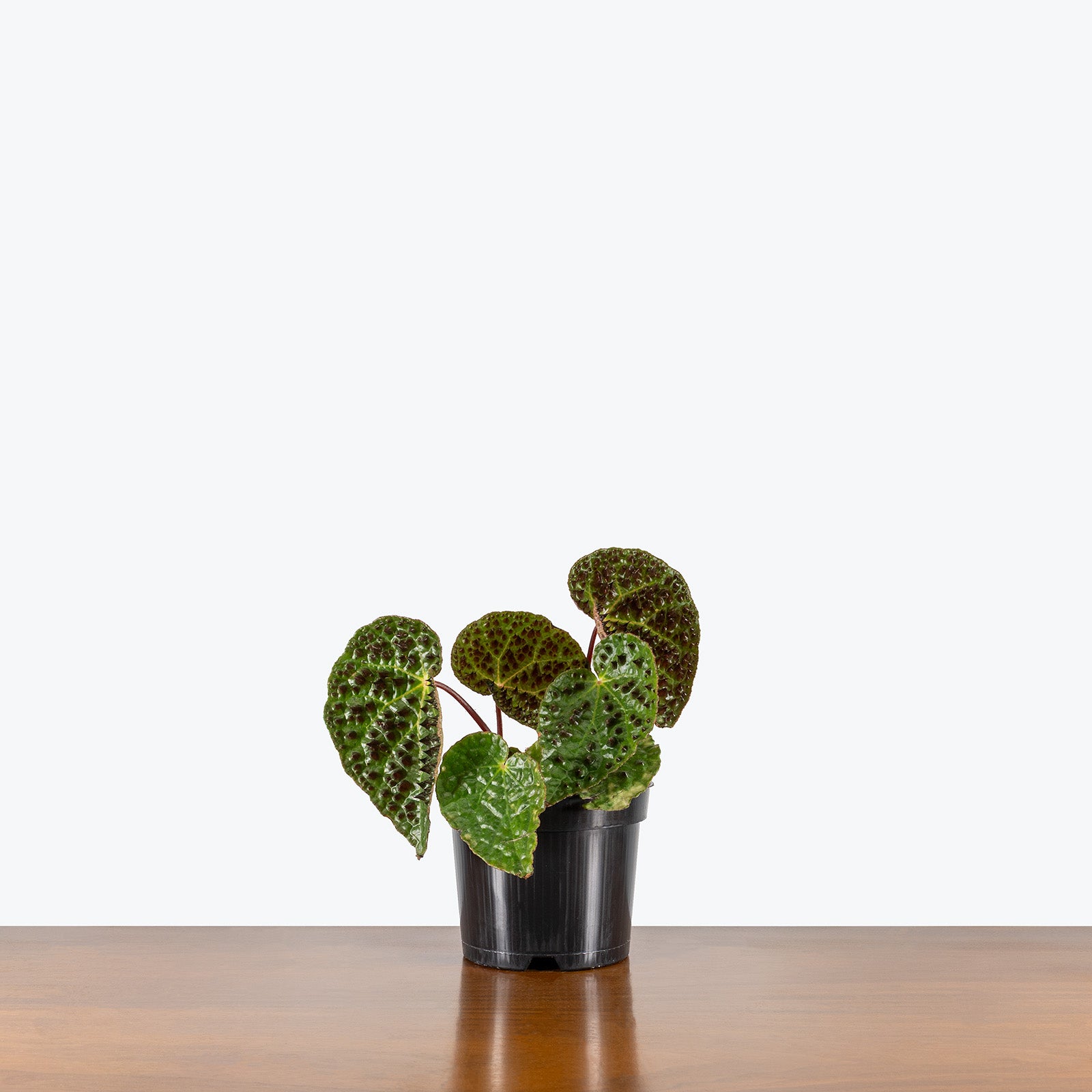 Begonia Ferox | Care Guide and Pro Tips - Delivery from Toronto across Canada - JOMO Studio