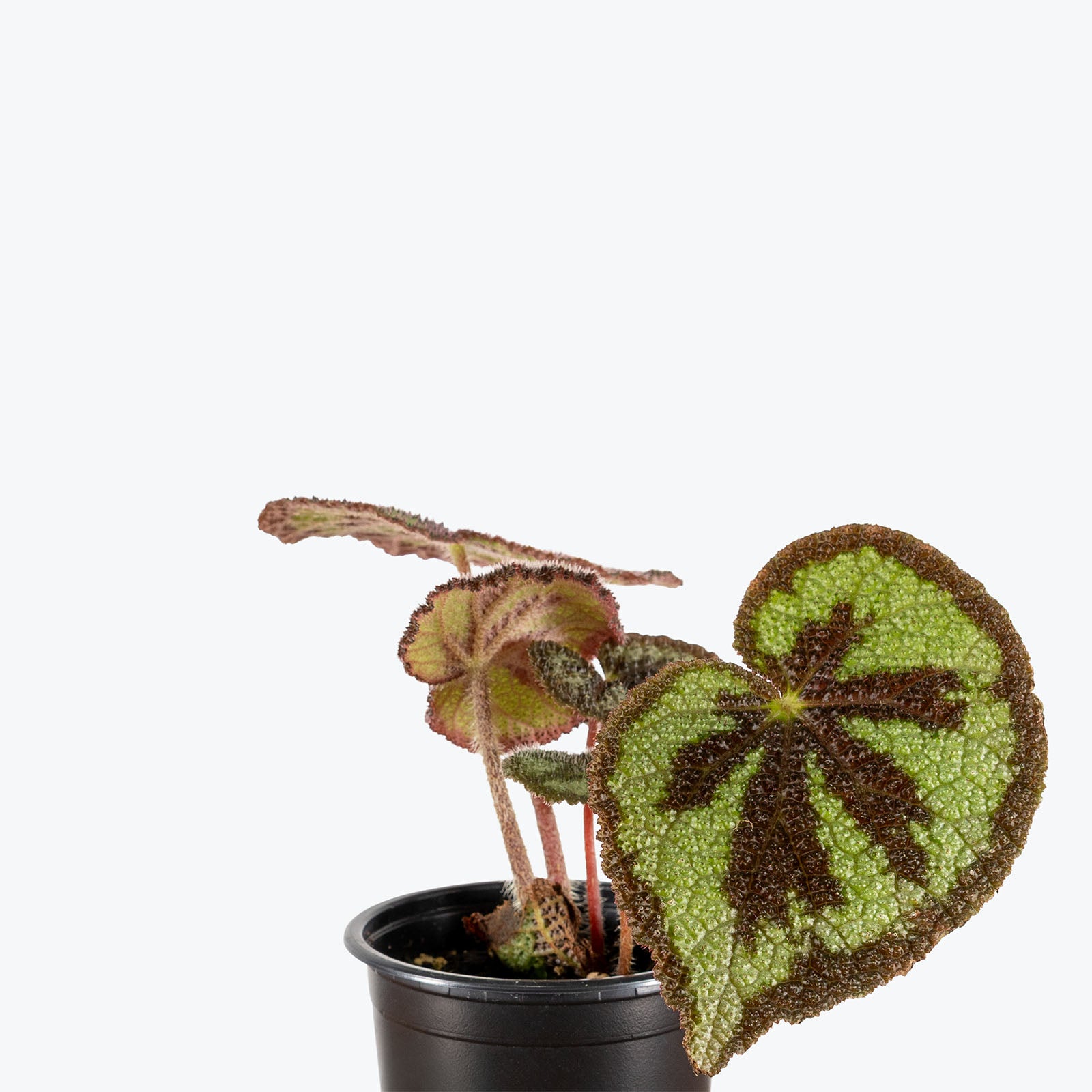 Begonia Iron Cross | Care Guide and Pro Tips - Delivery from Toronto across Canada - JOMO Studio