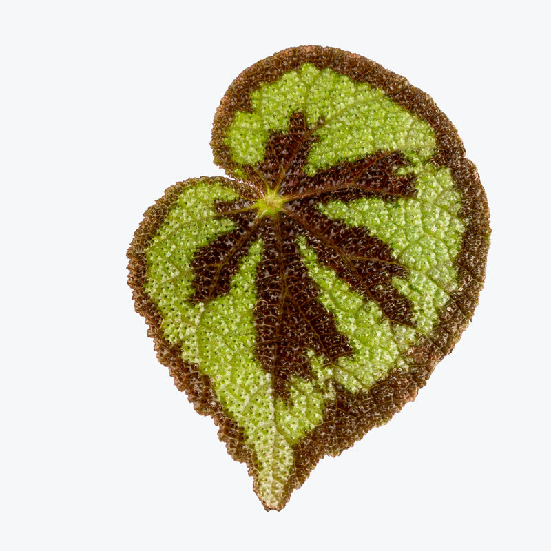 Begonia Iron Cross | Care Guide and Pro Tips - Delivery from Toronto across Canada - JOMO Studio