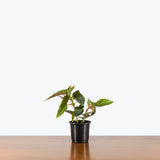 Begonia Maculata Tamaya — 4" Pot - Bush (blemishes expected)