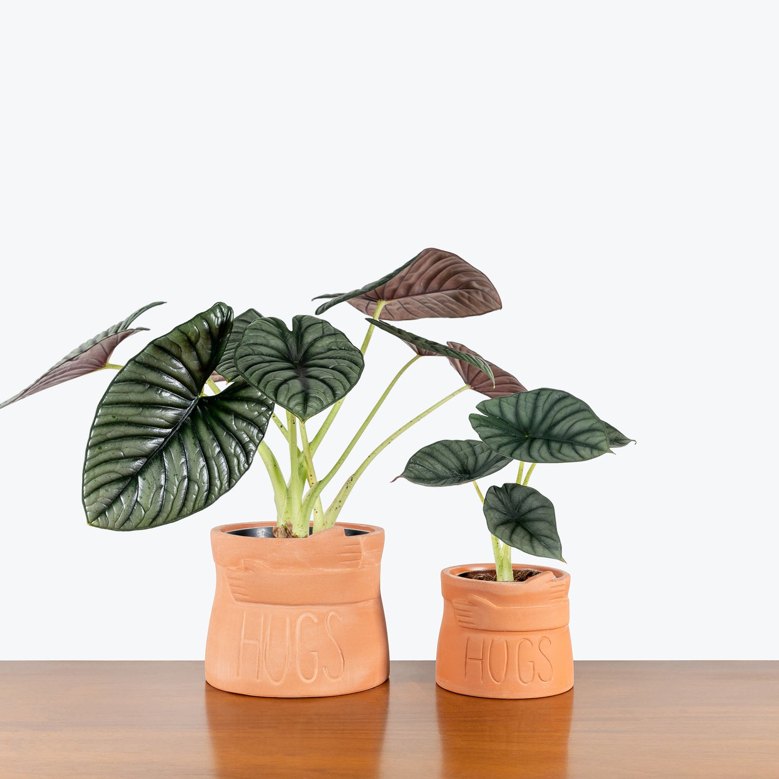 Big Hugs Planter - House Plants Delivery Toronto - JOMO Studio