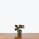 Bignonia Argyro Violacea — 4" Pot