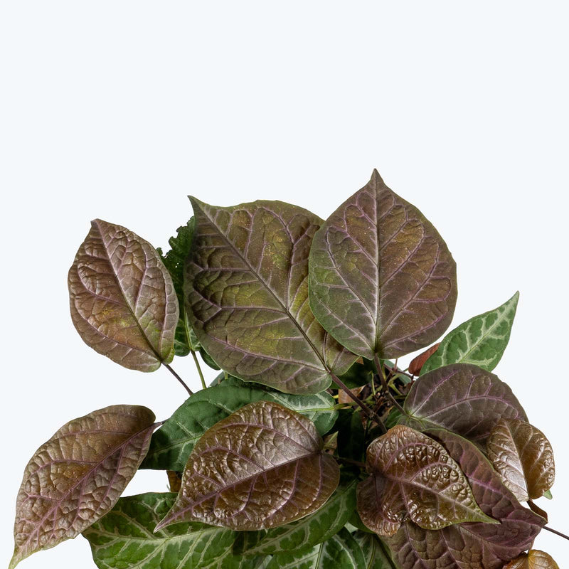 Bignonia Argyro Violacea | Care Guide and Pro Tips - Delivery from Toronto across Canada - JOMO Studio
