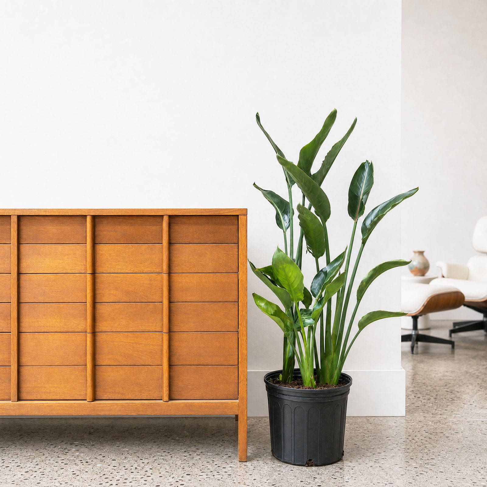 Bird of Paradise | Mandela Gold | Strelitzia reginae 'Mandela's Gold' | Care Guide and Pro Tips - Delivery from Toronto across Canada - JOMO Studio