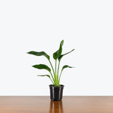 Bird of Paradise Mandela Gold — 4" Pot