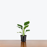 Bird of Paradise Orange Reginae — 4" Pot