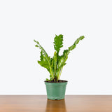 Birds Nest Fern Champion — 6" Pot