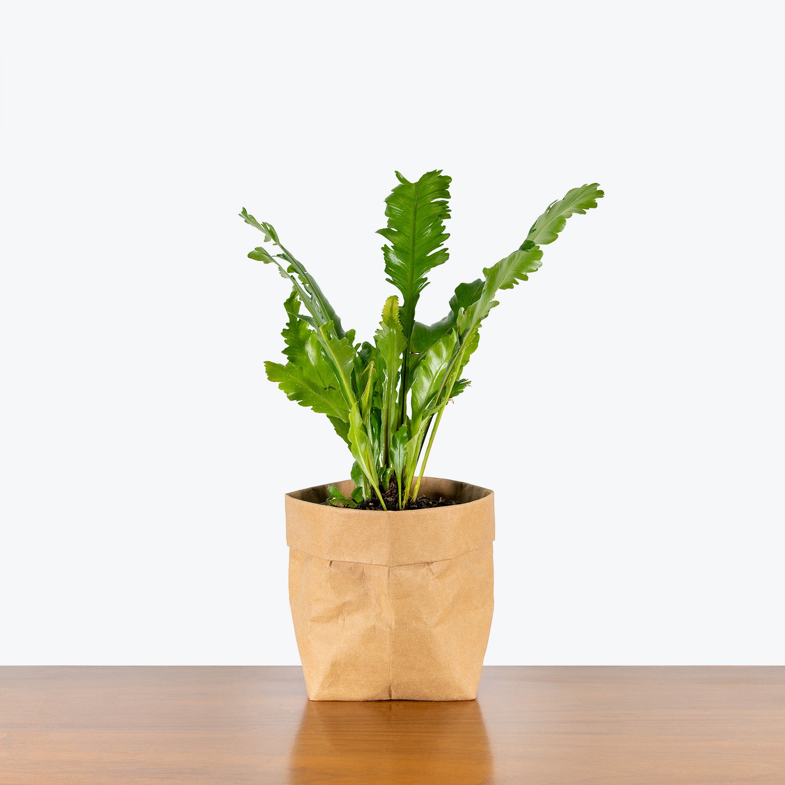 Birds Nest Fern Champion - House Plants Delivery Toronto - JOMO Studio
