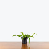 Birds Nest Fern Hurricane — 4" Pot