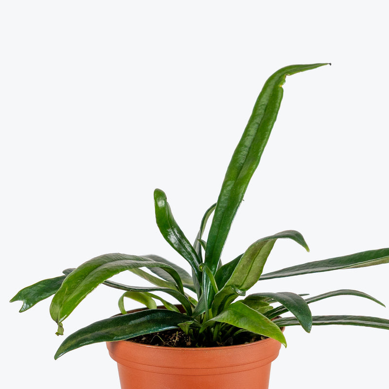 Blue Oil Fern | Care Guide and Pro Tips - Delivery from Toronto across Canada - JOMO Studio