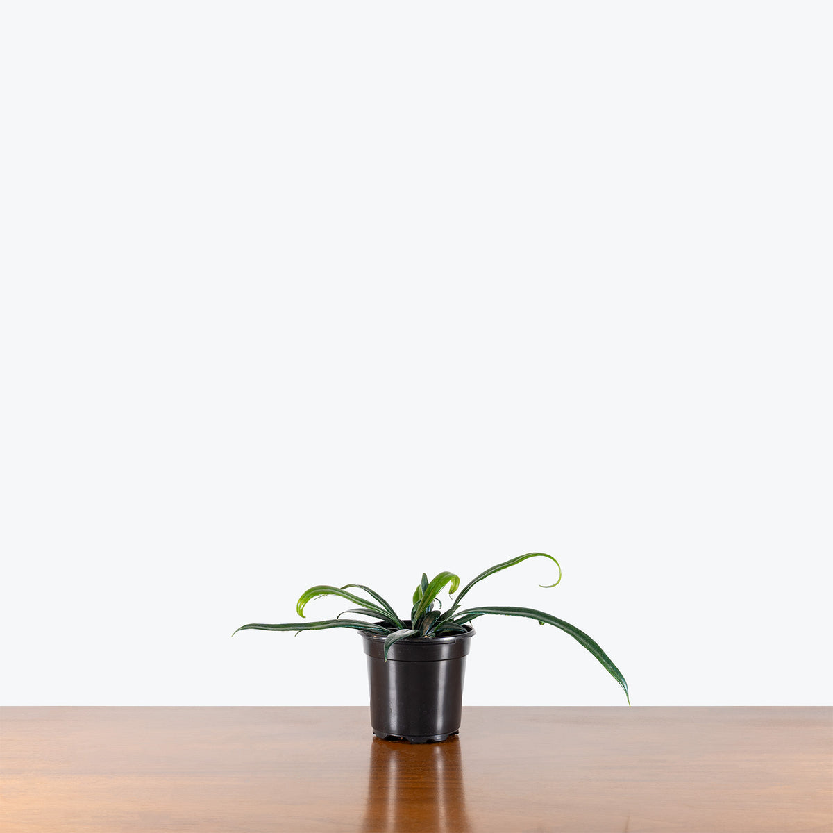 Blue Oil Fern | Care Guide and Pro Tips - Delivery from Toronto across Canada - JOMO Studio