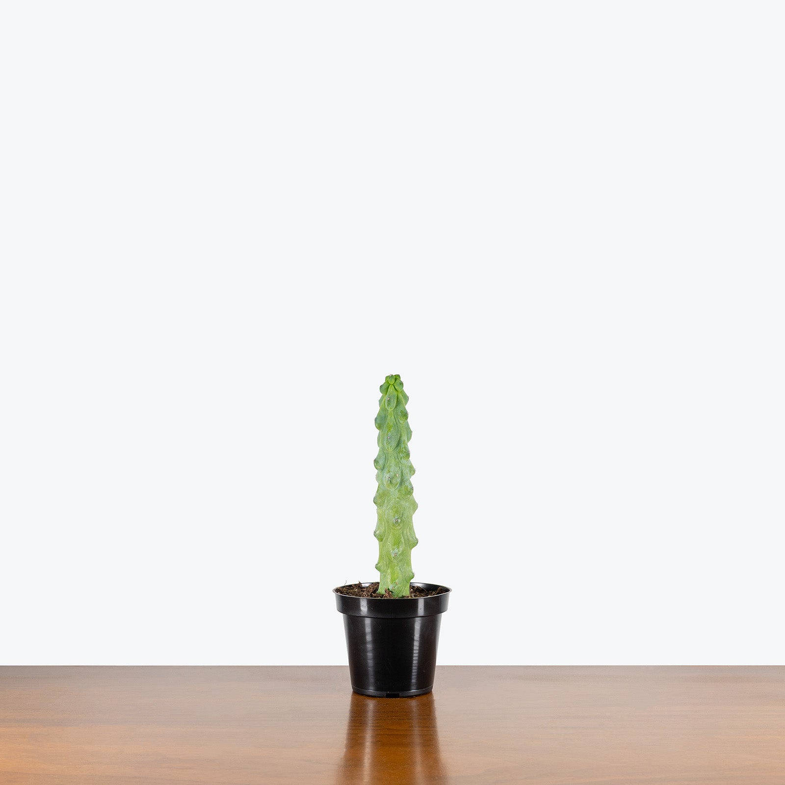 Boobie Cactus | Myrtillocactus geometrizans cv. Fukurokuryuzinboku | Care Guide and Pro Tips - Delivery from Toronto across Canada - JOMO Studio
