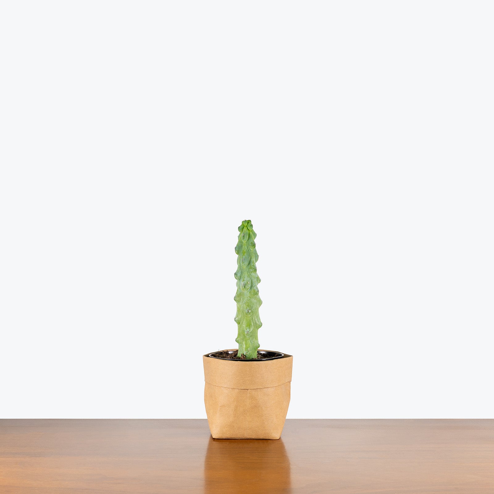 Boobie Cactus | Myrtillocactus geometrizans cv. Fukurokuryuzinboku | Care Guide and Pro Tips - Delivery from Toronto across Canada - JOMO Studio