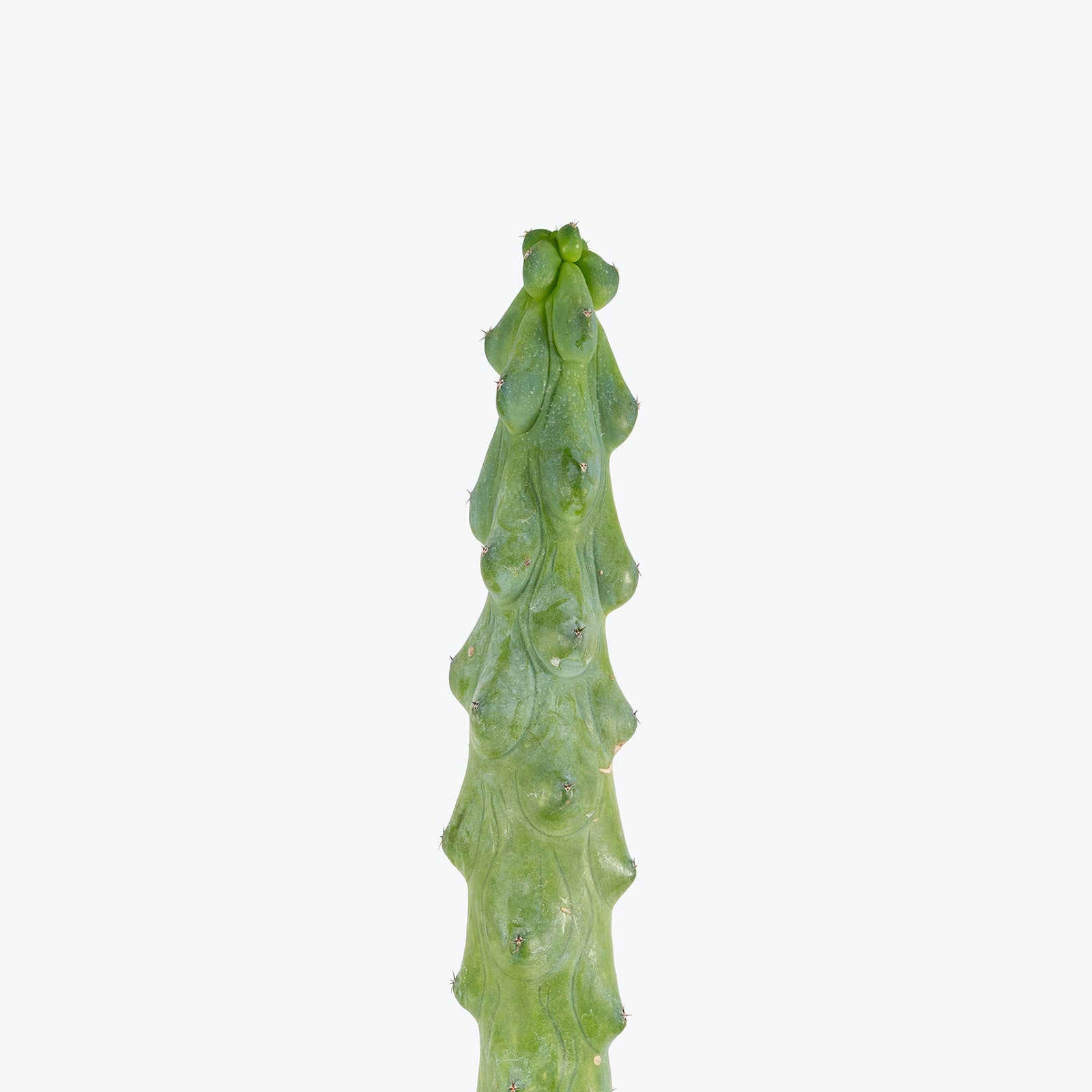 Boobie Cactus | Myrtillocactus geometrizans cv. Fukurokuryuzinboku | Care Guide and Pro Tips - Delivery from Toronto across Canada - JOMO Studio