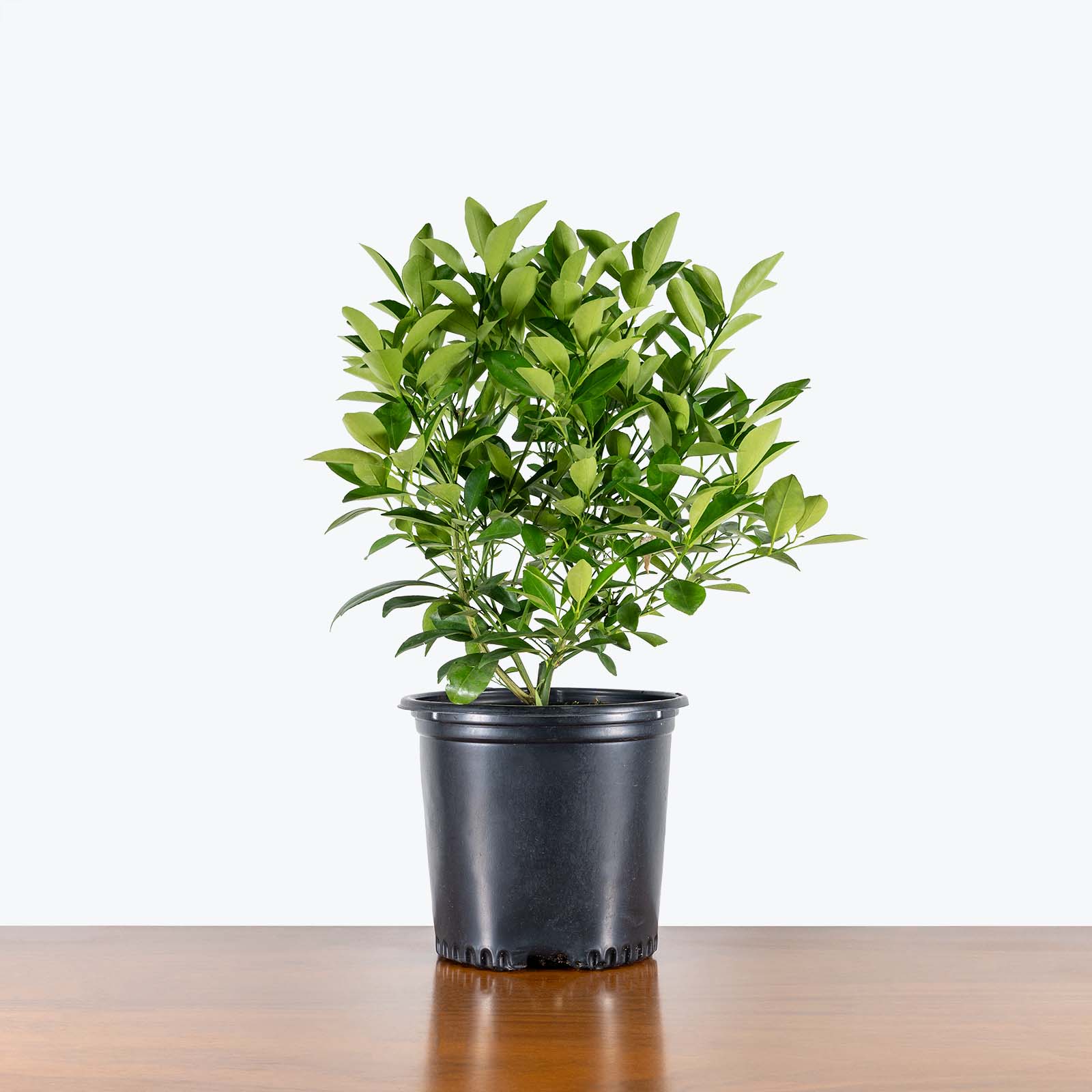 Calamondin Orange Tree | Care Guide and Pro Tips - Delivery from Toronto across Canada - JOMO Studio