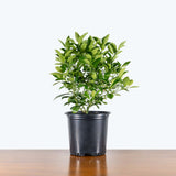 Calamondin Orange Tree — 8" Pot - Bush