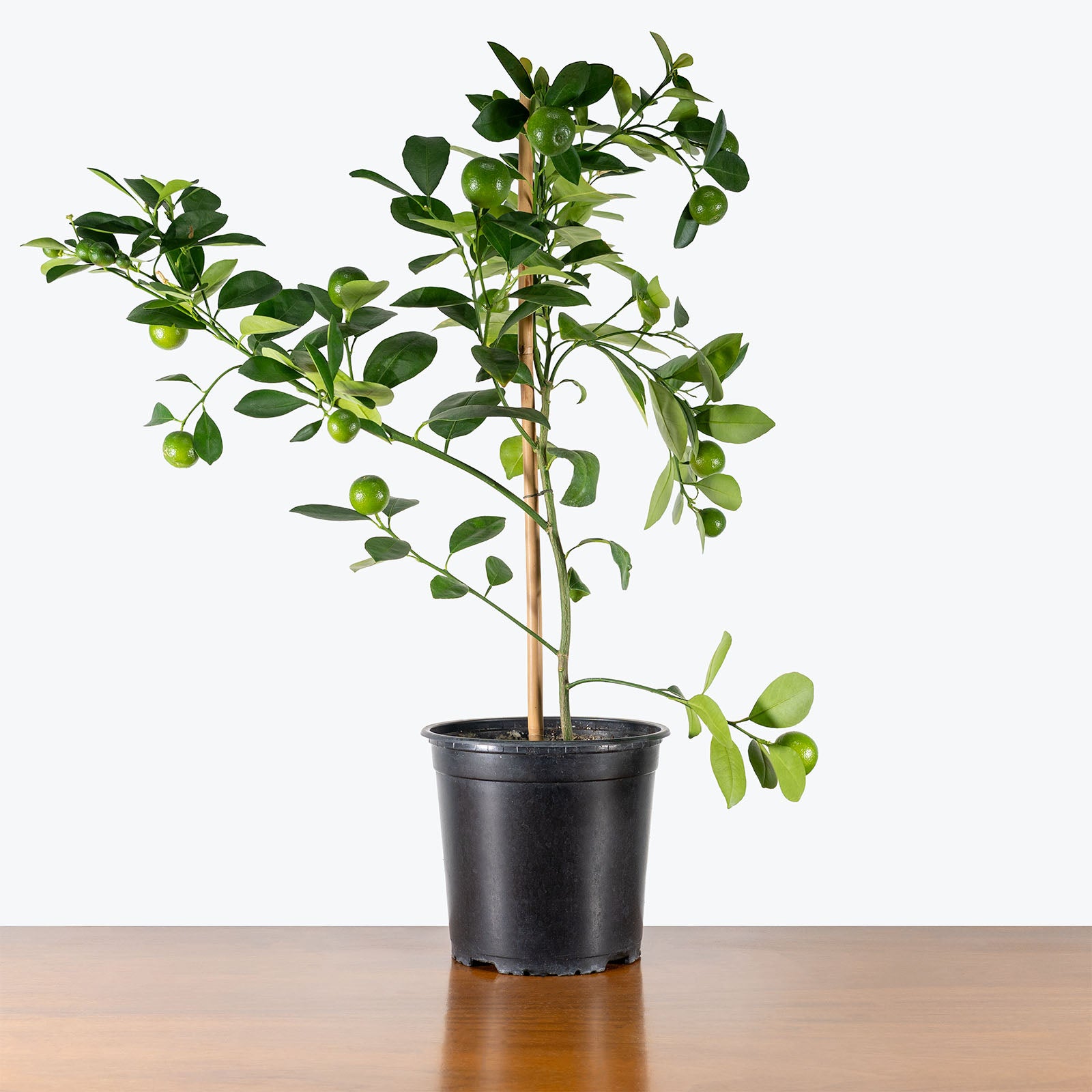 Calamondin Orange Tree