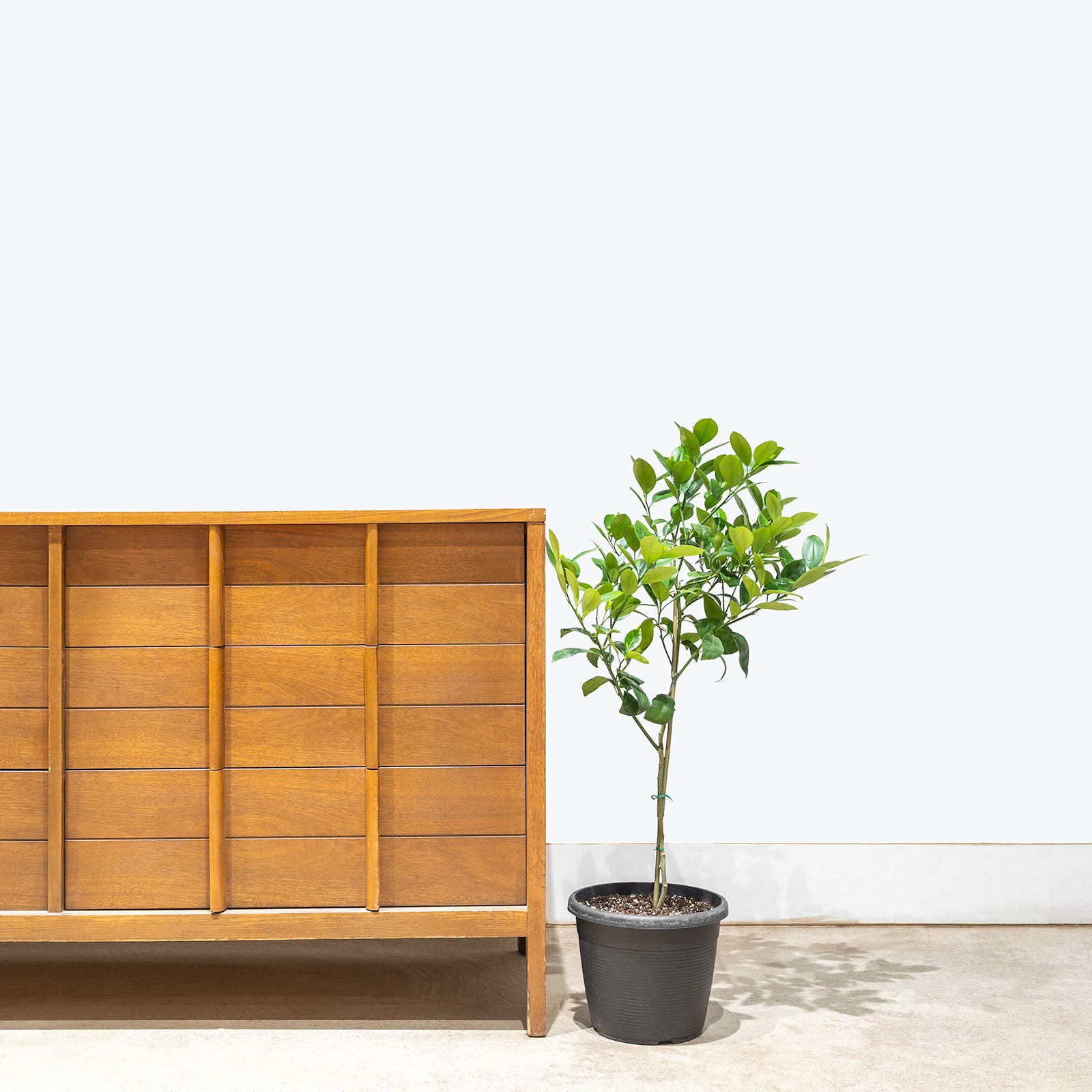 Calamondin Orange Tree | Care Guide and Pro Tips - Delivery from Toronto across Canada - JOMO Studio