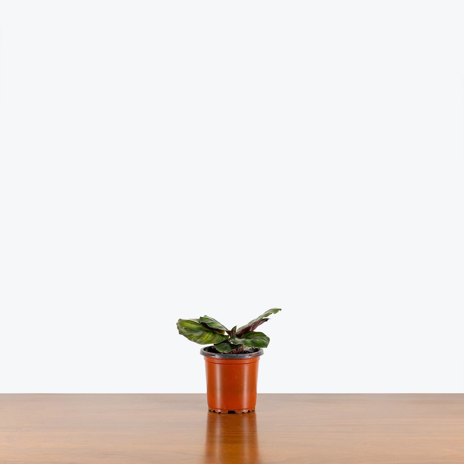 Calathea Fasciata Borrusica - Toronto House Plant Delivery - JOMO Studio