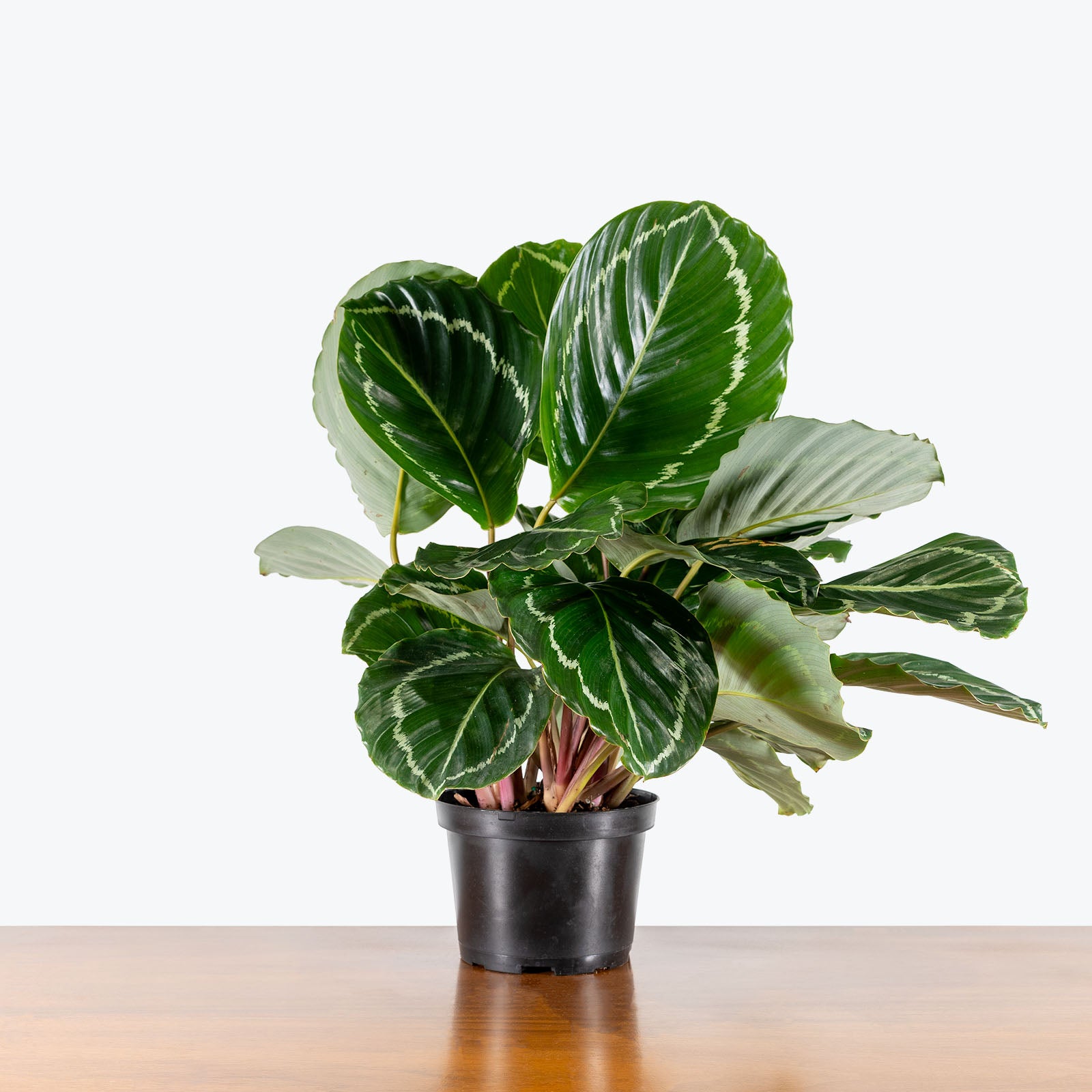 Calathea Green Goddess | Care Guide and Pro Tips - Delivery from Toronto across Canada - JOMO Studio