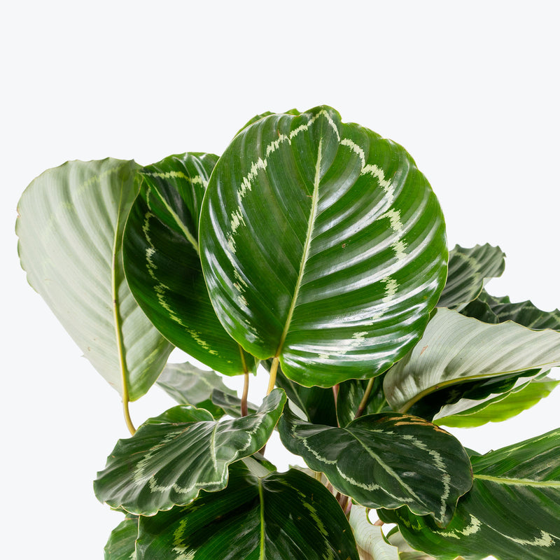 Calathea Green Goddess | Care Guide and Pro Tips - Delivery from Toronto across Canada - JOMO Studio