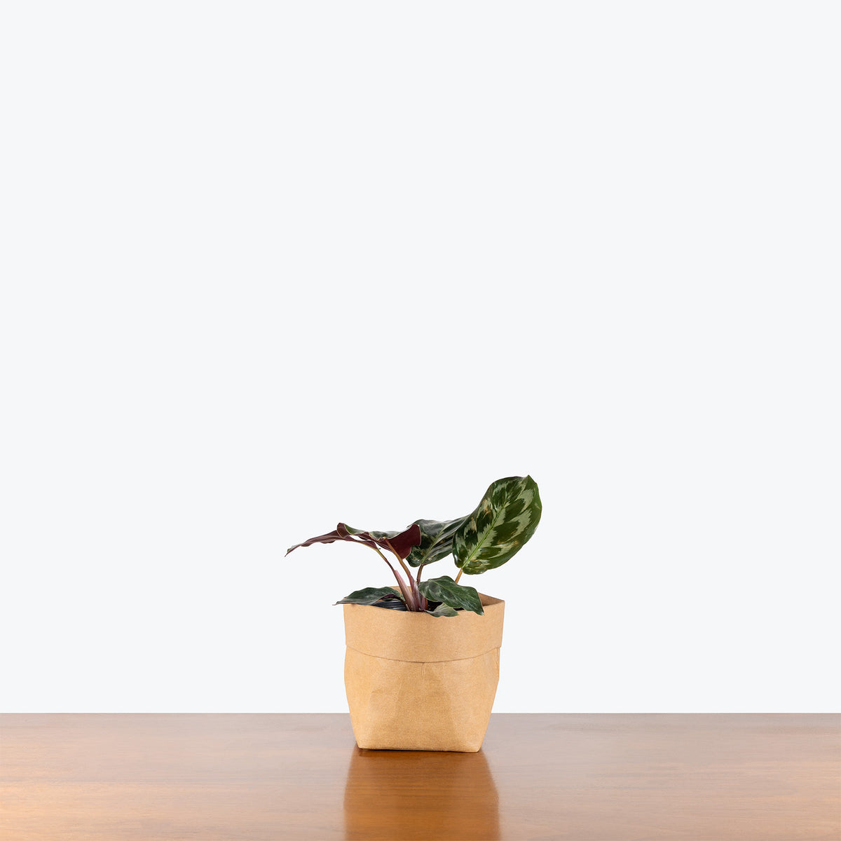 Calathea Helen Kennedy | Care Guide and Pro Tips - Delivery from Toronto across Canada - JOMO Studio