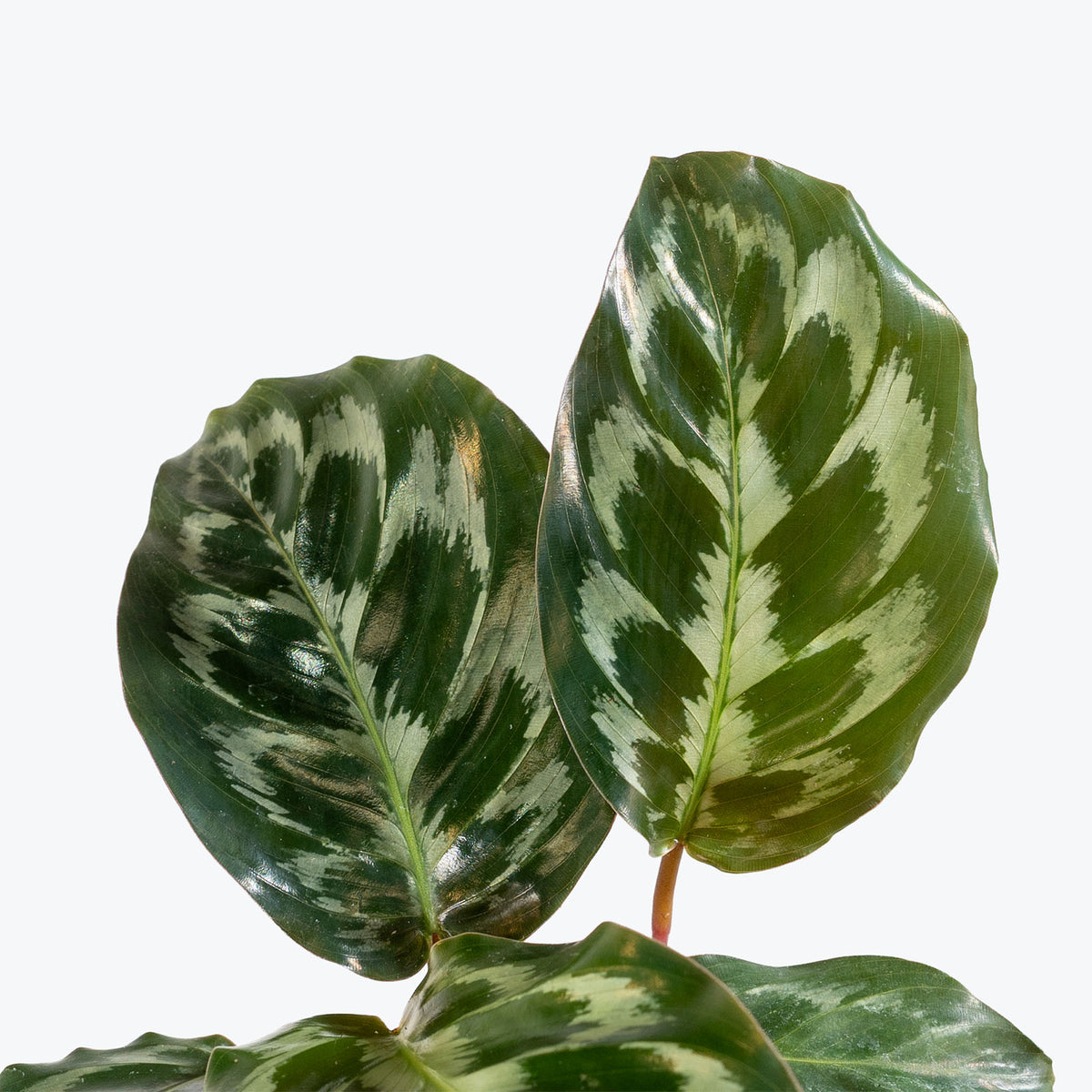 Calathea Helen Kennedy | Care Guide and Pro Tips - Delivery from Toronto across Canada - JOMO Studio