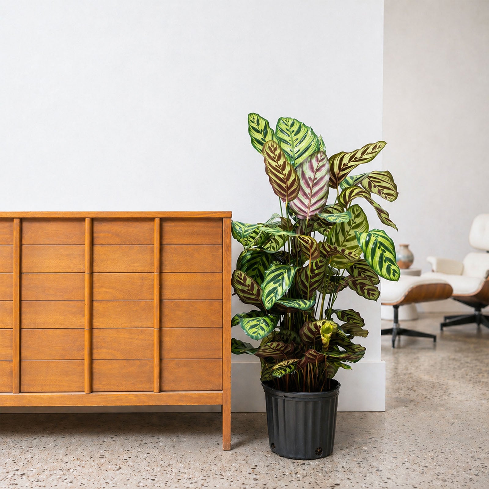 Calathea Makoyana Peacock | Care Guide and Pro Tips - Delivery from Toronto across Canada - JOMO Studio
