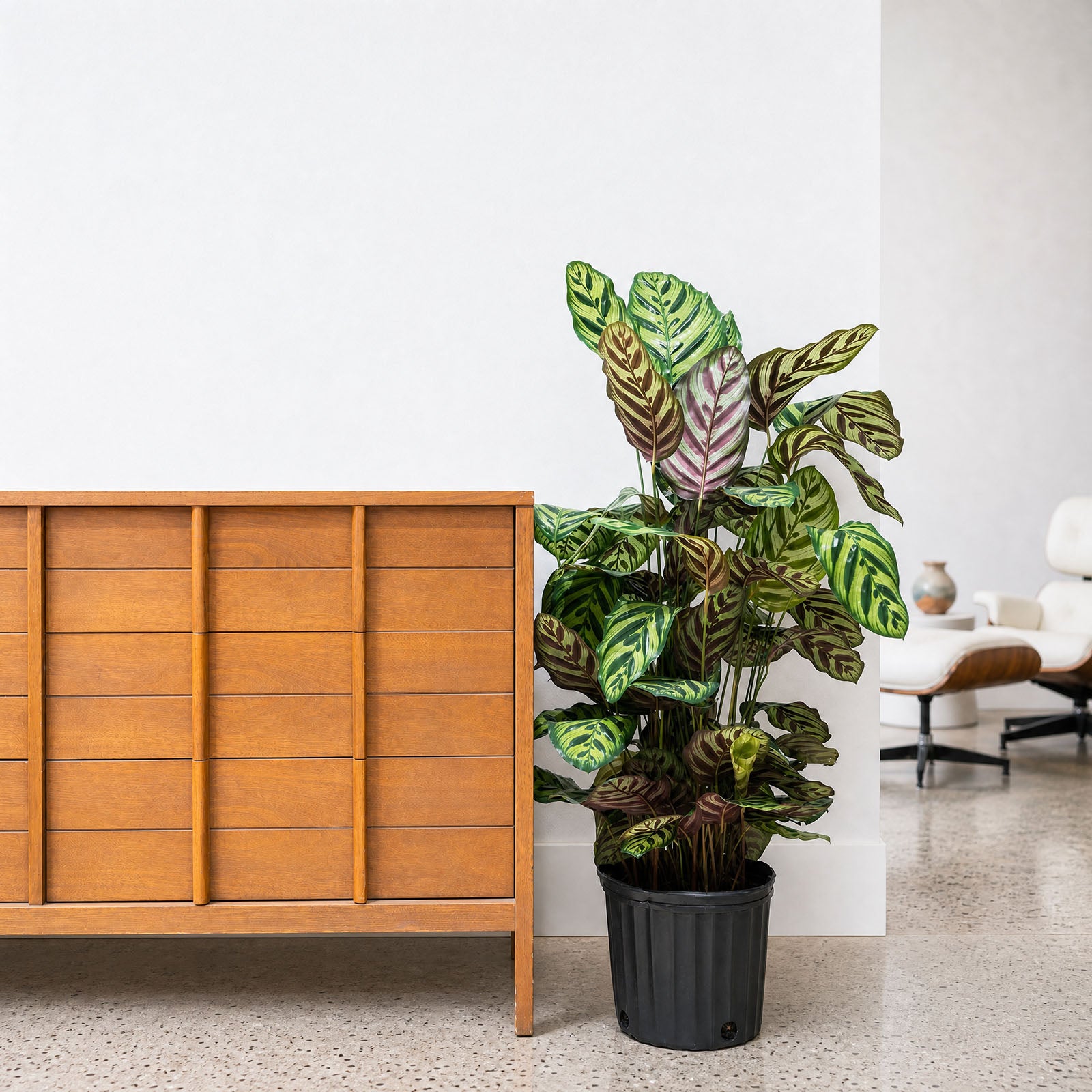 Calathea Makoyana Peacock | Care Guide and Pro Tips - Delivery from Toronto across Canada - JOMO Studio