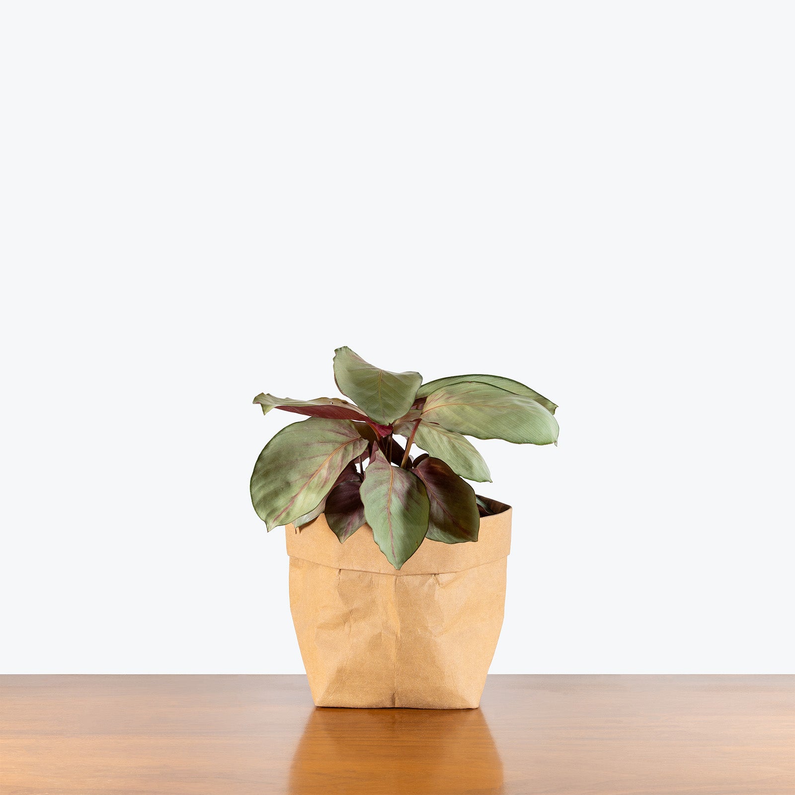 Calathea Silver Plate | Care Guide and Pro Tips - Delivery from Toronto across Canada - JOMO Studio