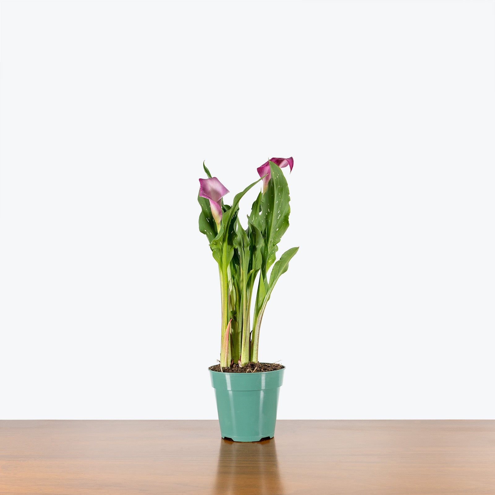 Calla Lily - Zantedeschia Aethiopica  - House Plants Delivery Toronto - JOMO Studio