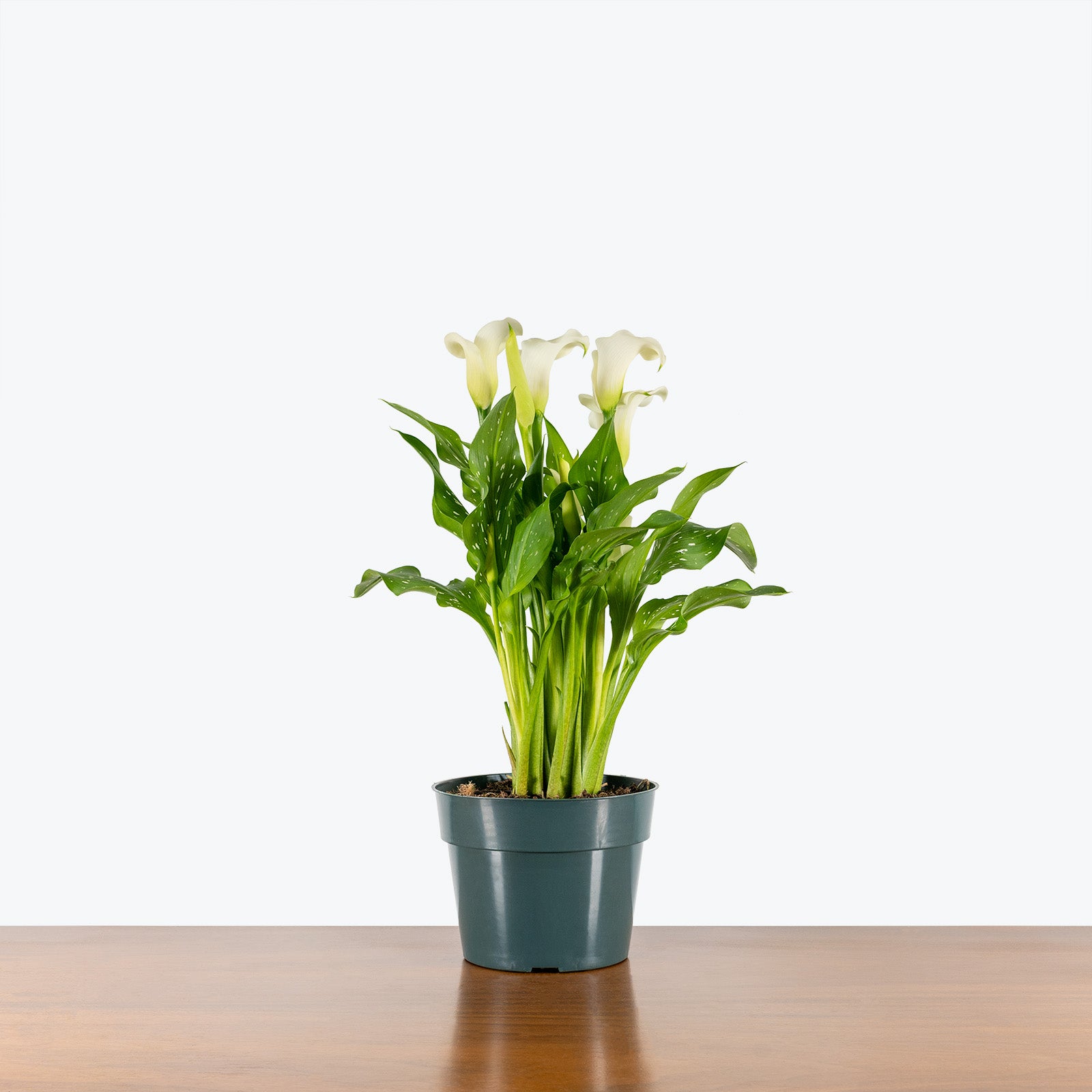 Calla Lily | Zantedeschia Aethiopica | Care Guide and Pro Tips - Delivery from Toronto across Canada - JOMO Studio