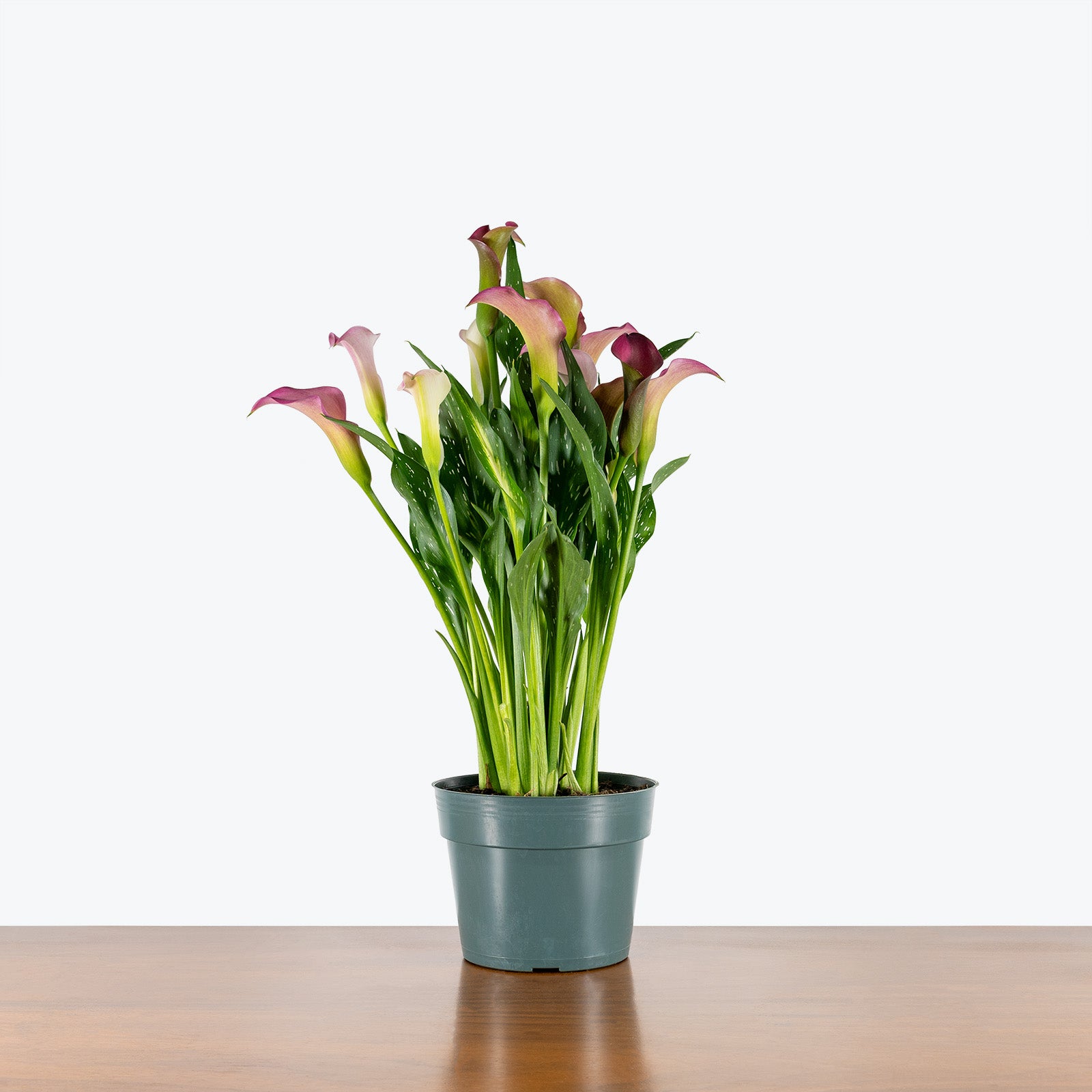 Calla Lily - Zantedeschia Aethiopica  - House Plants Delivery Toronto - JOMO Studio