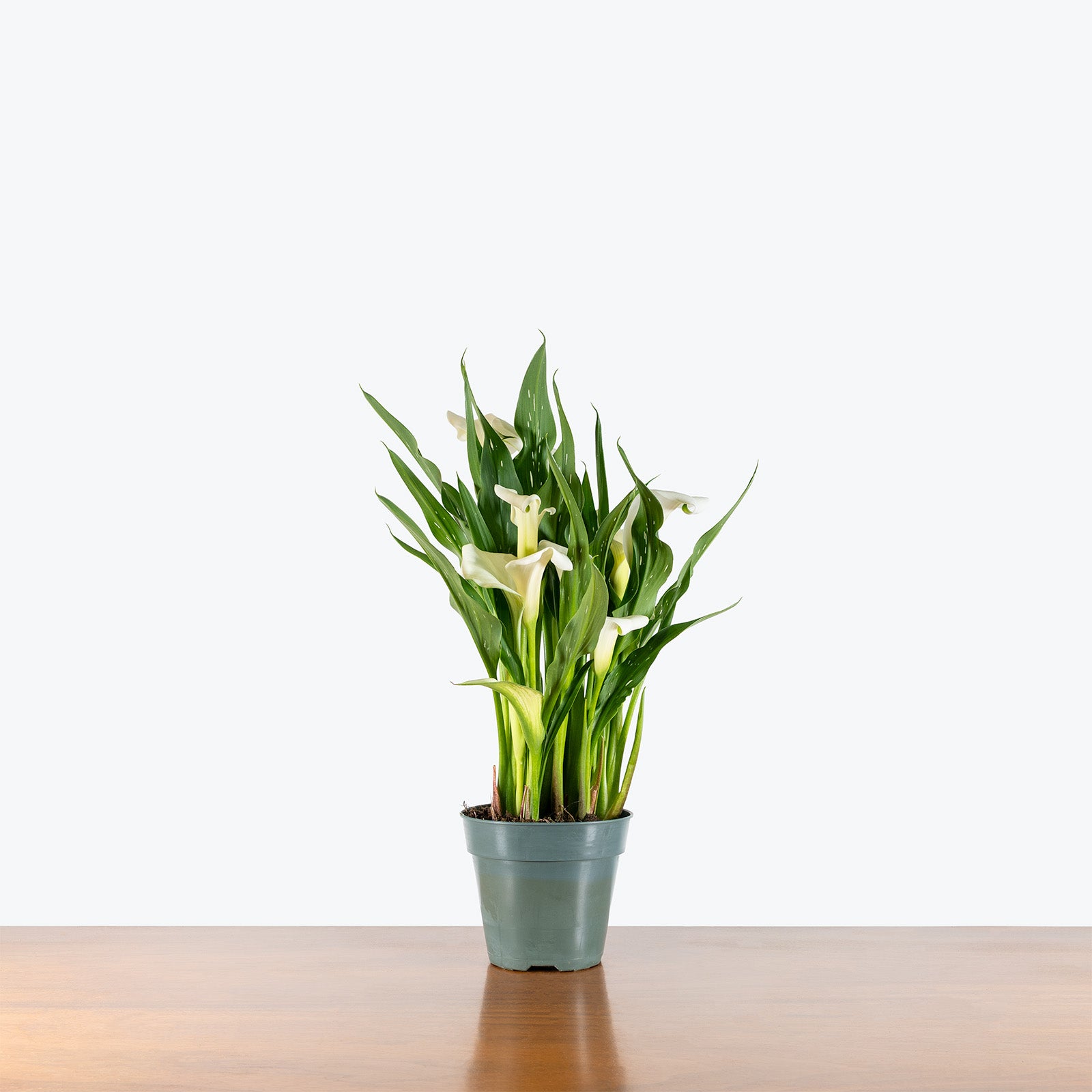 Calla Lily | Zantedeschia Aethiopica | Care Guide and Pro Tips - Delivery from Toronto across Canada - JOMO Studio