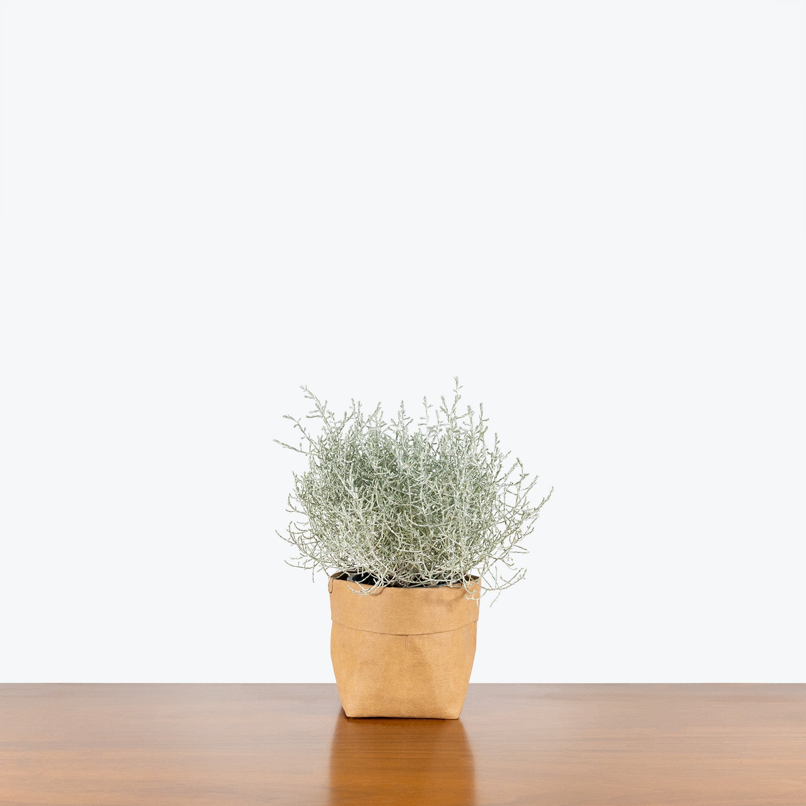 Calocephalus Brownii Silver Bush - House Plants Delivery Toronto Canada - JOMO Studio