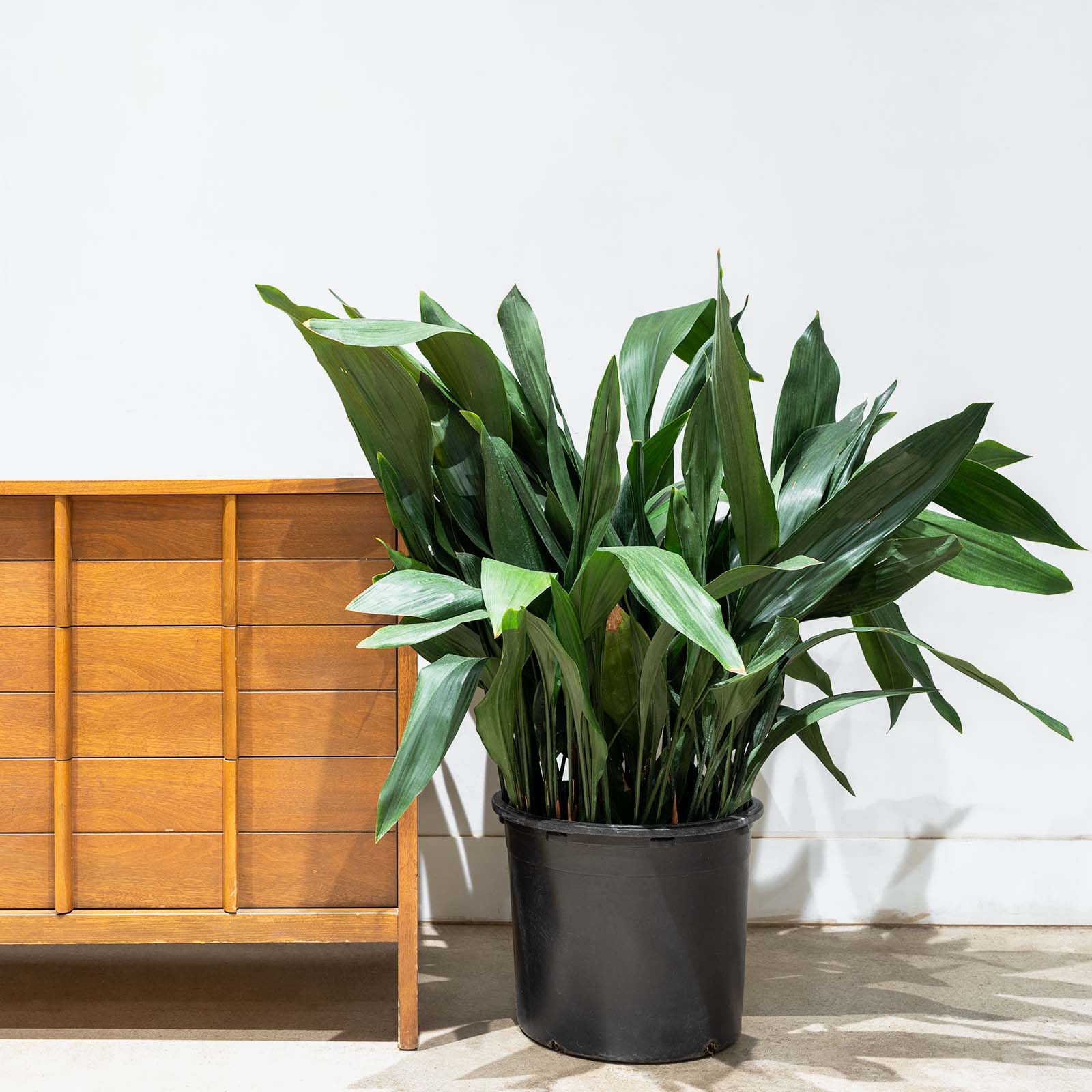 Cast Iron plant | Aspidistra Elatior | Care Guide and Pro Tips - Delivery from Toronto across Canada - JOMO Studio