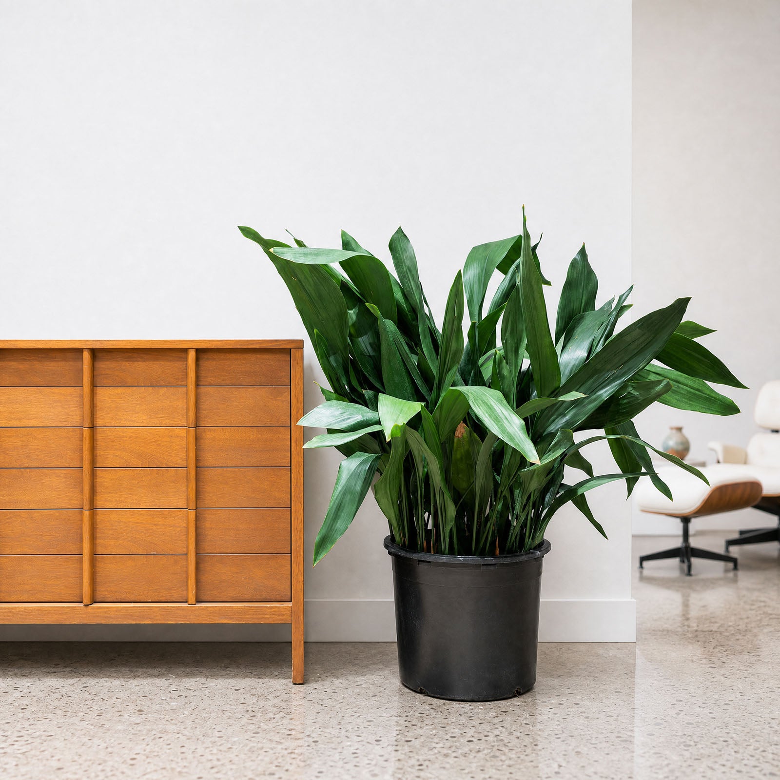 Cast Iron plant | Aspidistra Elatior | Care Guide and Pro Tips - Delivery from Toronto across Canada - JOMO Studio
