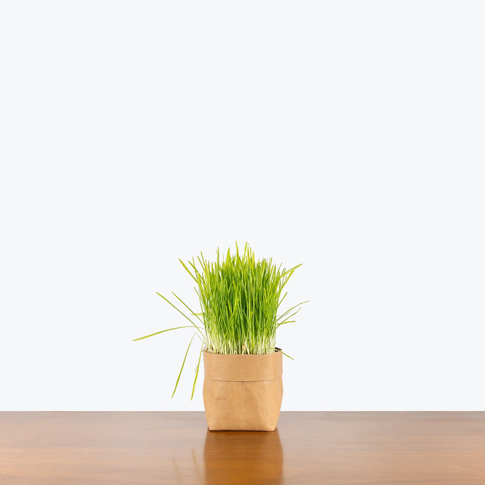 Cat Grass | Dactylis glomerata | Care Guide and Pro Tips - Delivery from Toronto across Canada - JOMO Studio