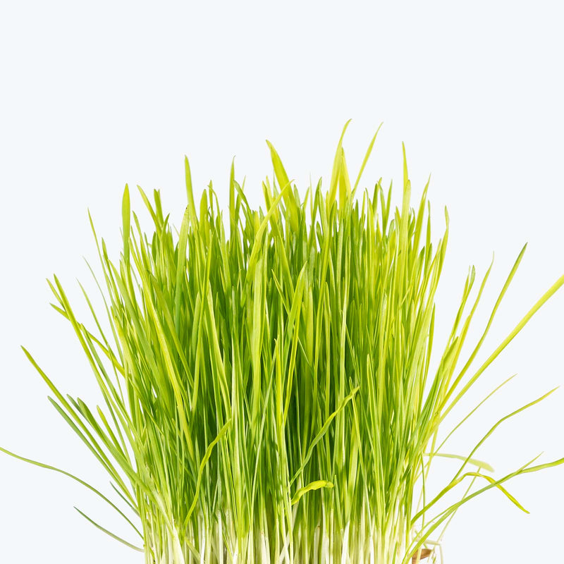 Cat Grass | Dactylis glomerata | Care Guide and Pro Tips - Delivery from Toronto across Canada - JOMO Studio