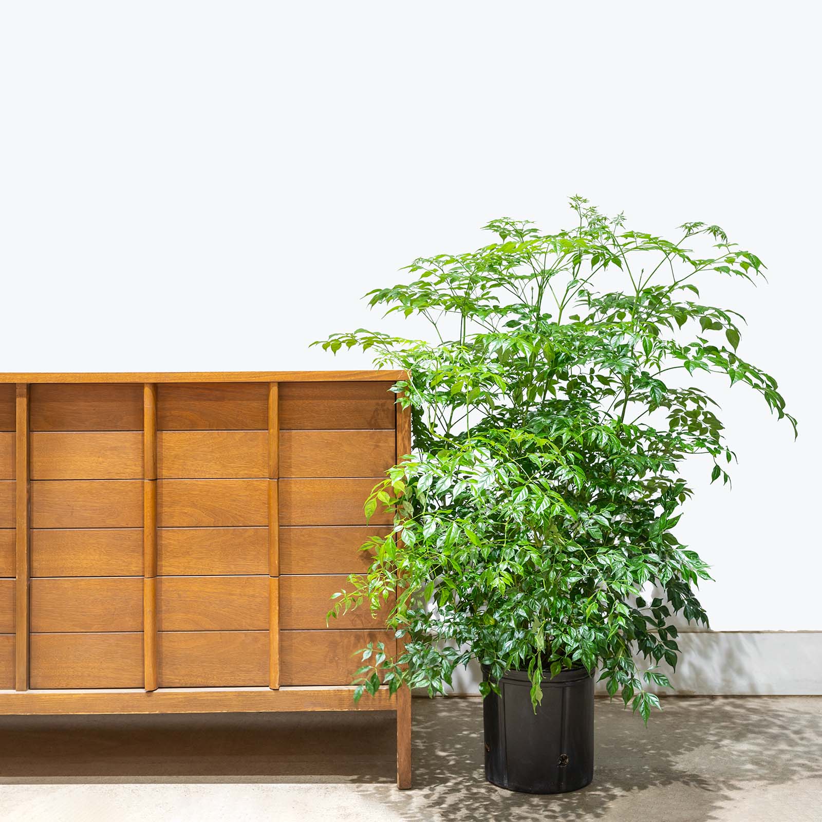 China Doll Plant | Radermachera sinica | Care Guide and Pro Tips - Delivery from Toronto across Canada - JOMO Studio