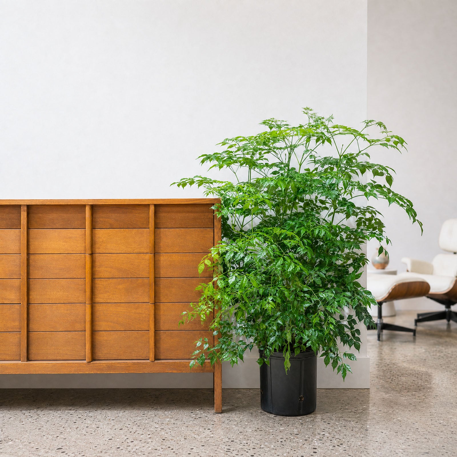 China Doll Plant | Radermachera sinica | Care Guide and Pro Tips - Delivery from Toronto across Canada - JOMO Studio