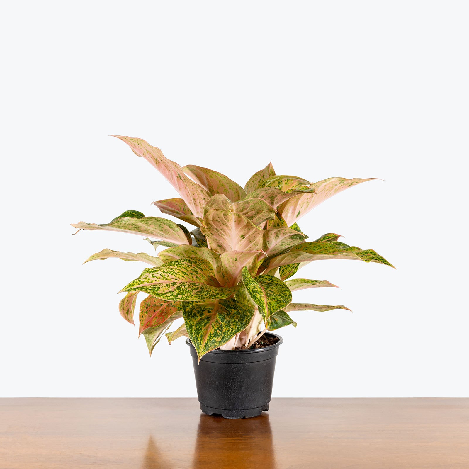 Chinese Evergreen Aglaonema Cleopatra | Care Guide and Pro Tips - Delivery from Toronto across Canada - JOMO Studio